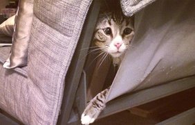 Вечно обеспокоенный кот покорил интернет. Фото: Instagram @worried_cat_aka_bum