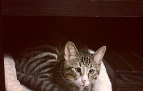 Вечно обеспокоенный кот покорил интернет. Фото: Instagram @worried_cat_aka_bum