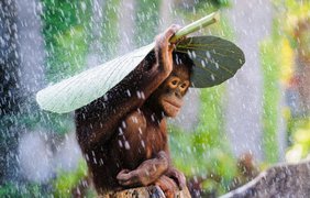 Заохочувальна премія - «Орангутанг під дощем», Ендрю Серьено (Andrew Suryono)