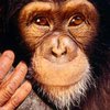 Ученые рассказали, что обезьяны умеют предсказывать действия человека