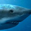 В Австралии туристов защитят от акул дронами