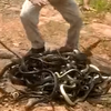 В Индии мужчина выпустил на волю 300 змей (видео)