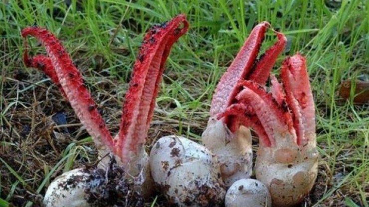 Его называют гриб-каракатица или "пальцы дьявола"