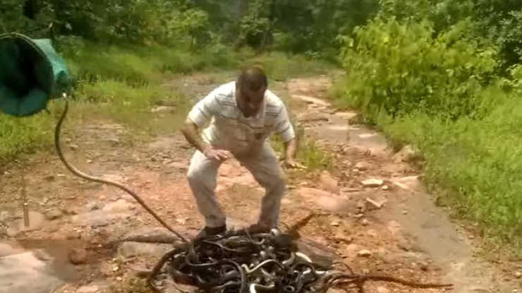 Мужчина голыми руками выбросил 300 змей 