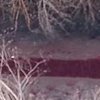 Возле Луцка нашли "кровавую" реку (фото, видео) 