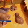 В Китаї з водної пастки врятували трьох слонів 