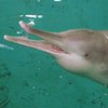 Ученые нашли дельфина, который считался вымершим