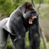 В Лондоне горилла сбежала из зоопарка