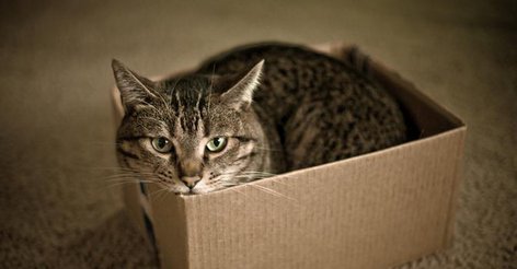Ученые выяснили, почему кошки любят коробки