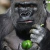 В зоопарку Лондона з вольєра втекла горила