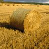 В Украине вывели сорт суперурожайной пшеницы