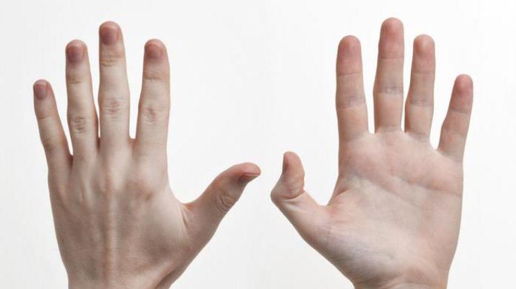 О чем может рассказать длина пальцев руки