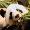 В Гонконге скончалась панда-долгожительница