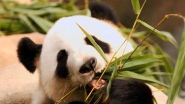 В Гонконге скончалась панда-долгожительница