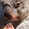 Детеныш коалы заставил человека почесать ему живот (видео) 
