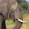 Слониха спасла своего смотрителя от смерти (видео)