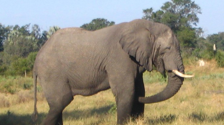 Слониха спасла своего смотрителя от смерти