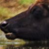В Одесской области реки будут очищать водяные буйволы 