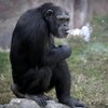 В Северной Корее курящая шимпанзе стала звездой зоопарка (видео)