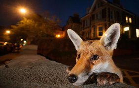 Трогательное фото лиса в Бристоле Сэма Хобсона
