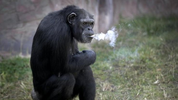 В Северной Корее курящая шимпанзе стала звездой зоопарка
