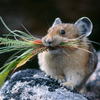 Древние европейцы жарили мышей на обед