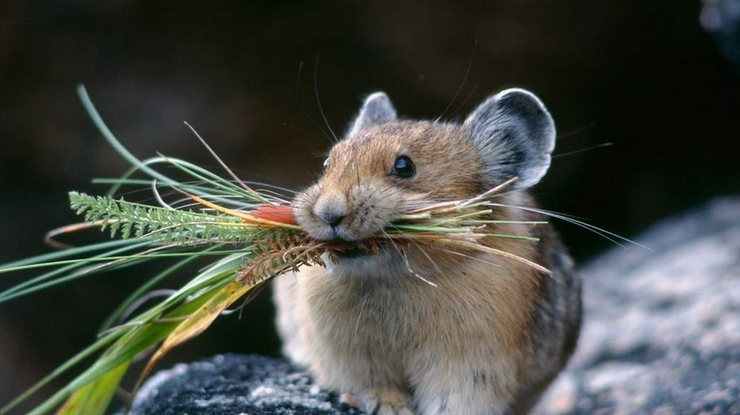 Впрочем, мыши не являлись для людей важным источником пищи. Фото "Энимал Ридер"
