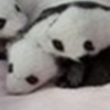 Детеныши панд умилили интернет (видео)