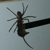 В Австралии гигантский паук пытался проглотить мышь (фото, видео)
