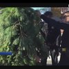 В США полиция арестовала дерево
