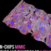 Ученые создали первое в мире сердце на чипе (видео)