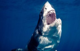 Фотограф нырнул в океан, чтобы сделать снимки голодных акул (фото: michaelmuller)