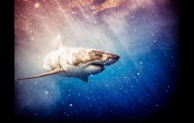 Фотограф нырнул в океан, чтобы сделать снимки голодных акул (фото: michaelmuller)
