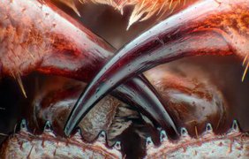 Ядовитые клыки насекомого-многоножки Lithobius erythrocephalus