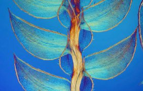 Листья растения Selaginella. Автор: доктор Дэвид Мэтилэнд