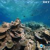 В Австралії вчені фіксують гибель Великого Бар’єрного рифу 