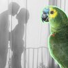 В Кувейте жена узнала об измене мужа от попугая