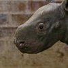 В чешском зоопарке показали детеныша редкого черного носорога (фото) 