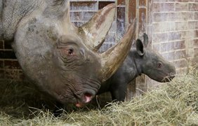 Маленький носорог в чешском зоопарке  