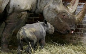 Маленький носорог в чешском зоопарке  