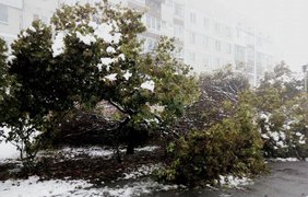 Снегопад под Киевом повалил десятки деревьев