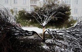 Снегопад под Киевом повалил десятки деревьев
