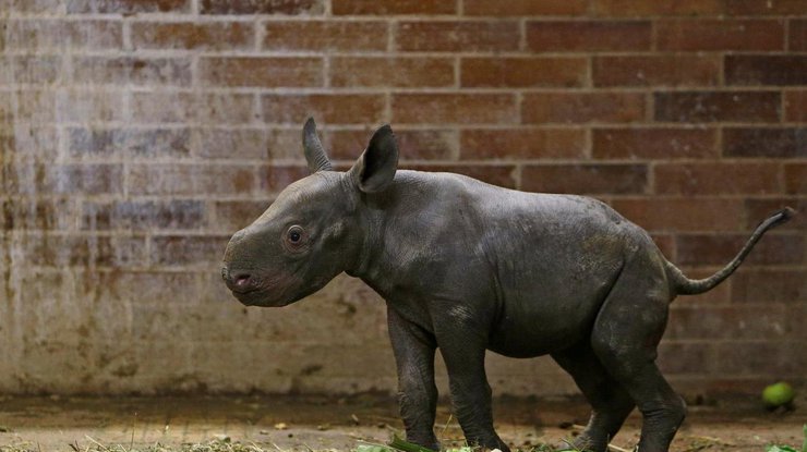 Маленький носорог в чешском зоопарке 