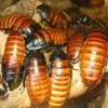 Ученые назвали предназначение тараканов на Земле 