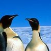 В Антарктике создали гигантскую природоохранную зону