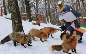 В Японии деревню заполонили лисицы (фото: Vk)