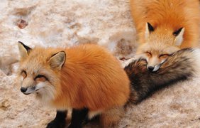 В Японии деревню заполонили лисицы (фото: Vk)