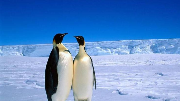 В Антарктике создали гигантскую природоохранную зону (фото: liveinternet.ru)