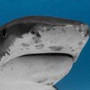 Ученые вырастили в пробирке акулу с двумя головами (фото) 