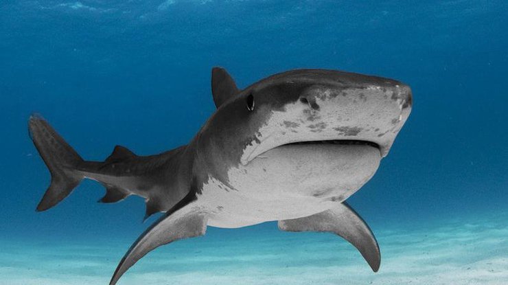 Ученые вывели редкостную акулу 